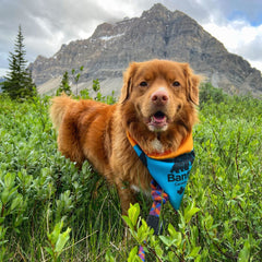 Rocky Mountain Dog Banff Bandana 狗狗用品 主產品圖