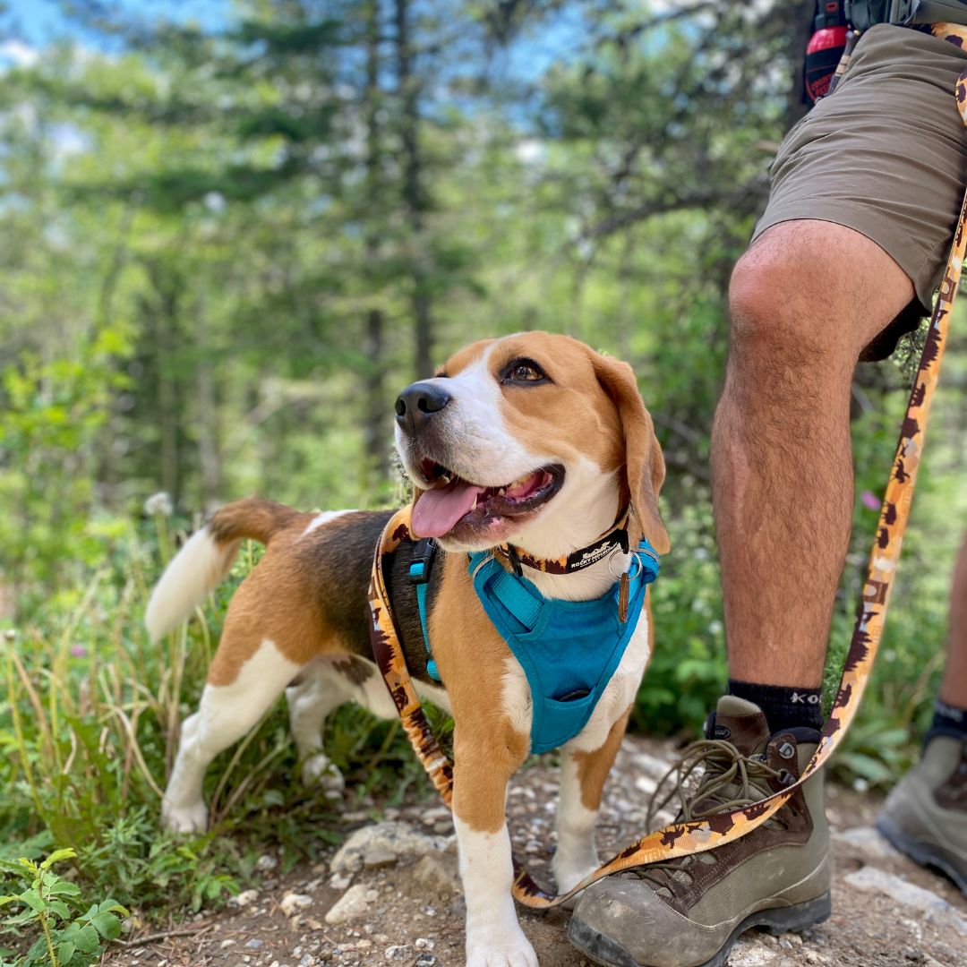 Rocky Mountain Dog Yellowstone All Mountain 狗帶 主產品圖