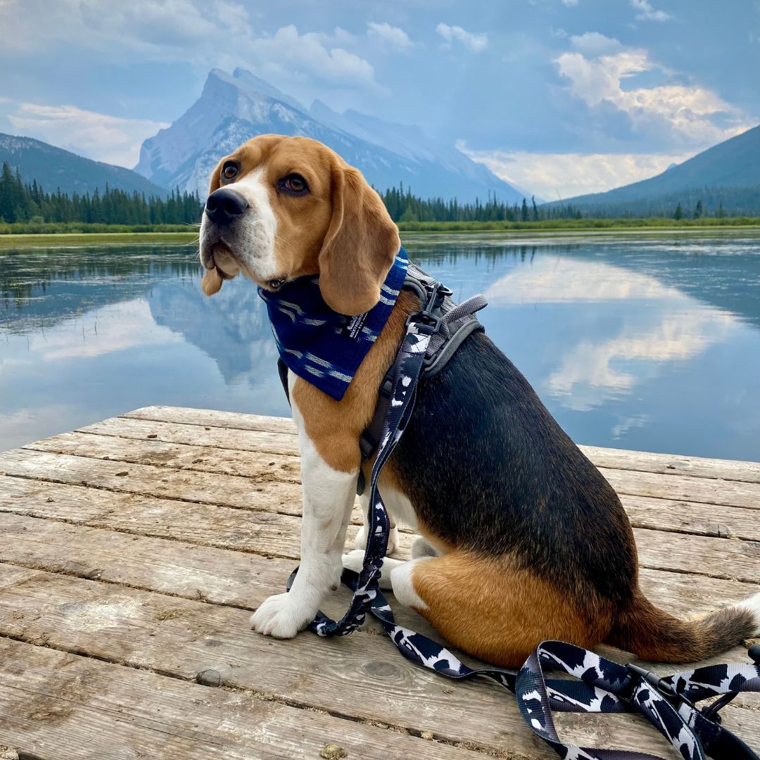 Rocky Mountain Dog The Grizzly All Mountain 狗帶 主產品圖