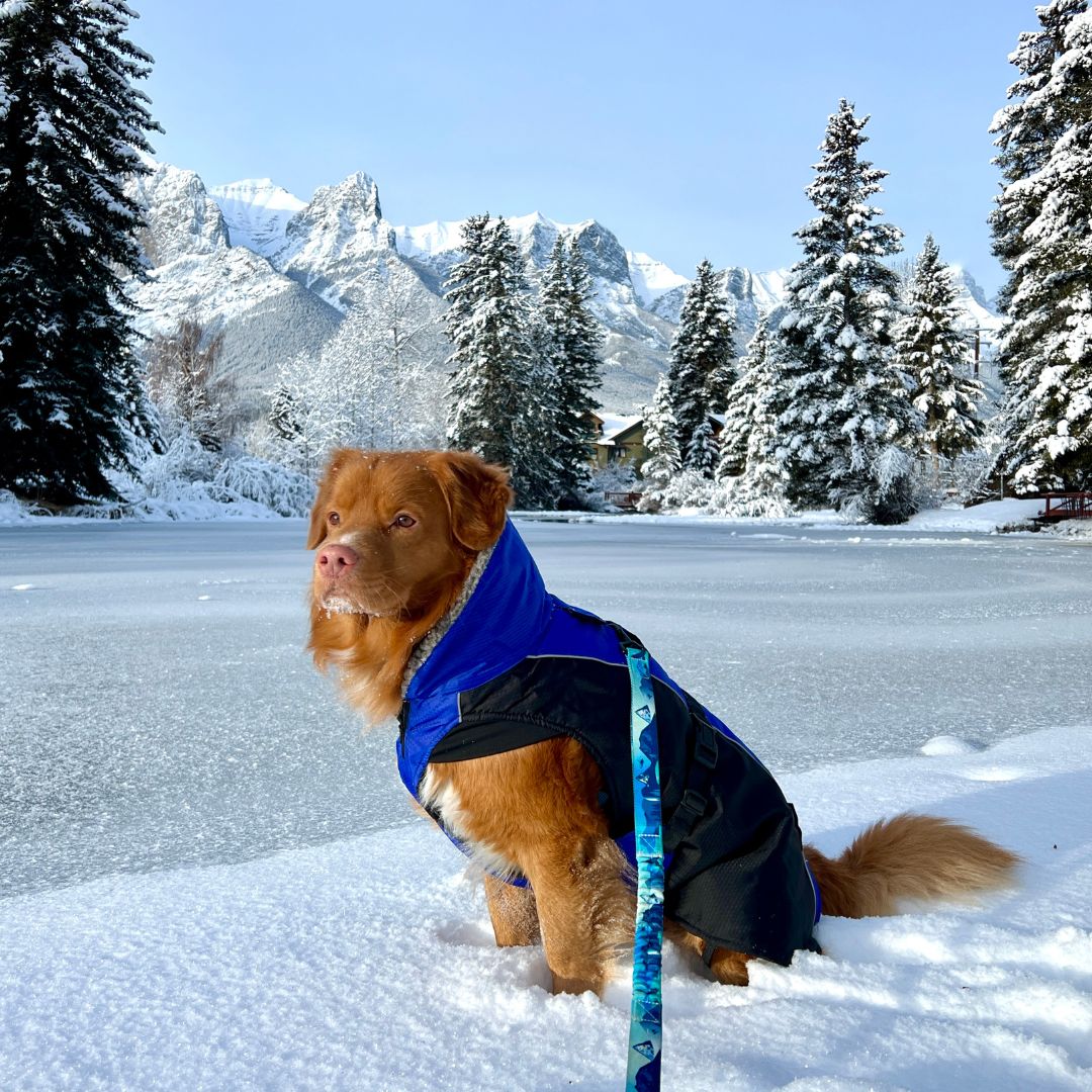 Rocky Mountain Dog Glacier Insulated Dog Parka (Winter Dog 狗狗外套) 主產品圖