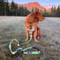 Rocky Mountain Dog Kootenay All Mountain 狗帶 主產品圖