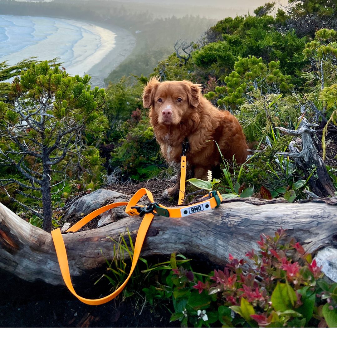 Rocky Mountain Dog (Used) Hands｜Free Biothane Waterproof 狗帶es｜Swivel Carabiner 主產品圖