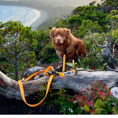 Rocky Mountain Dog (Used) Hands｜Free Biothane Waterproof 狗帶es｜Swivel Carabiner 主產品圖