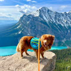 Rocky Mountain Dog Mountaineer 狗狗背囊 & Stand｜Alone 狗狗胸背帶 主產品圖