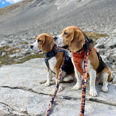 Rocky Mountain Dog Ranger All Mountain 狗帶 主產品圖