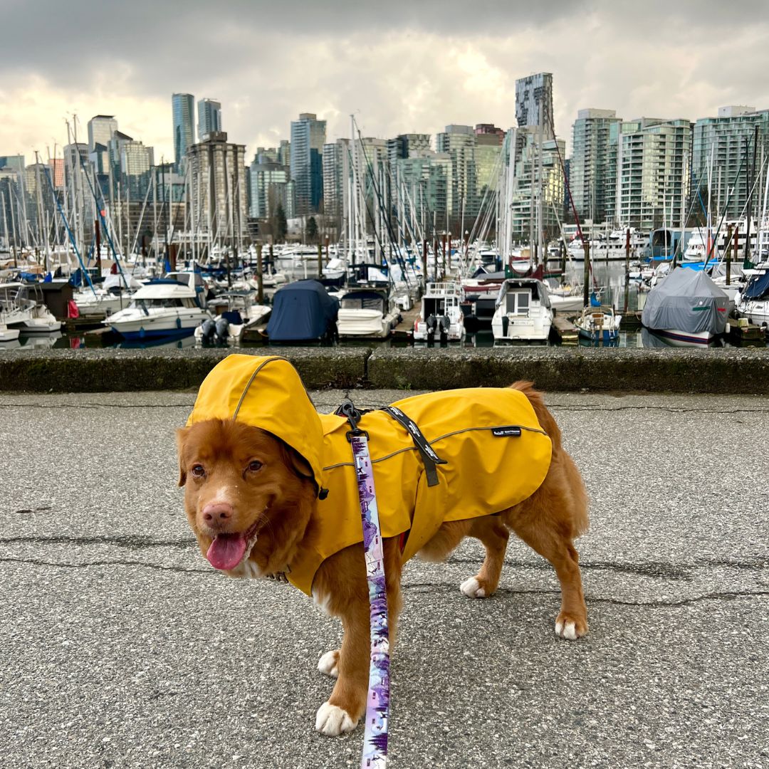 Rocky Mountain Dog Tofino Rain Jacket 狗狗用品 主產品圖