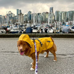 Rocky Mountain Dog Tofino Rain Jacket 狗狗用品 主產品圖