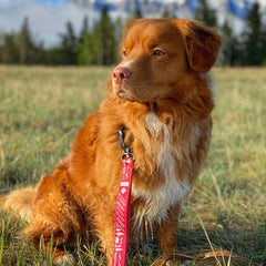 Rocky Mountain Dog Canadian Rockies 狗帶 主產品圖