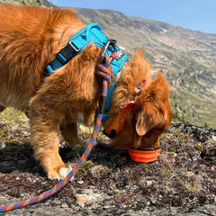 Rocky Mountain Dog Collapsible Silicone 狗碗 主產品圖