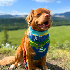 Rocky Mountain Dog Jasper National Park 狗狗頭巾 主產品圖