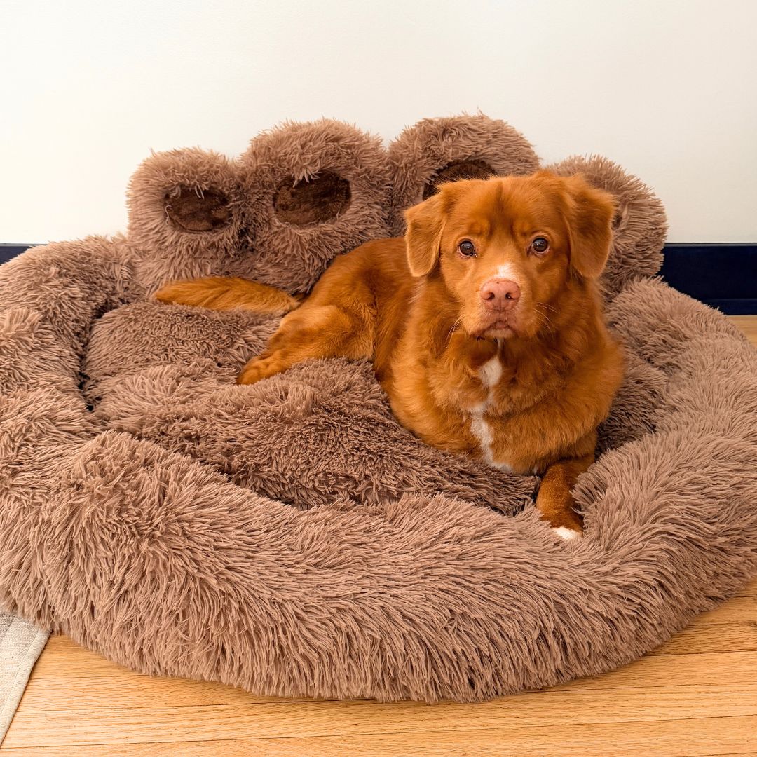 Rocky Mountain Dog Bigfoot 狗床 主產品圖
