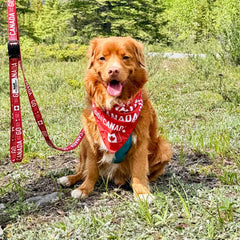 Rocky Mountain Dog Go Canada Go 狗狗頭巾 主產品圖