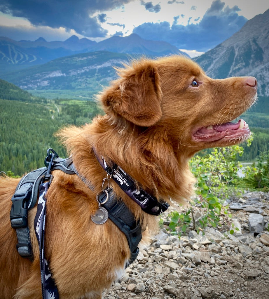Rocky Mountain Dog The Grizzly Alpine 狗頸圈 產品細節圖 2