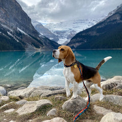 Rocky Mountain Dog Banff Alpine 狗頸圈 產品細節圖 2
