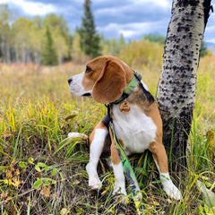 Rocky Mountain Dog Kootenay Alpine 狗頸圈 產品細節圖 2