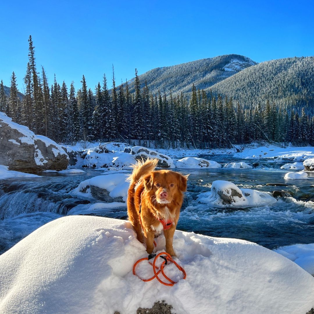 Rocky Mountain Dog Squamish Eco｜Friendly Dog Rope 狗帶 產品細節圖 2