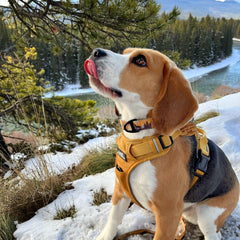 Rocky Mountain Dog Yellowstone Alpine Collar 狗狗用品 產品細節圖 2