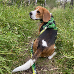 Rocky Mountain Dog Kootenay All Mountain 狗帶 產品細節圖 2