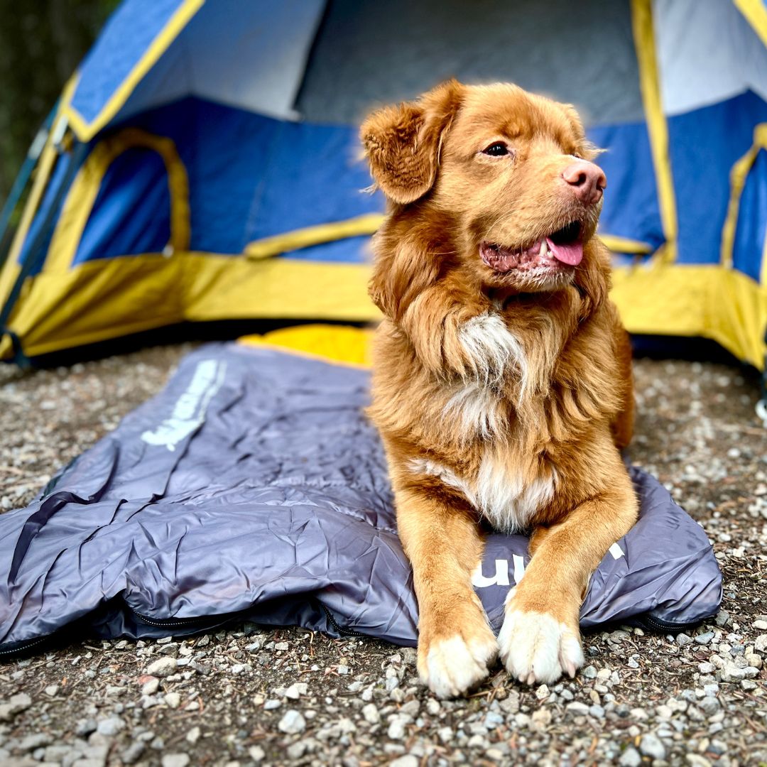 Rocky Mountain Dog Yukon Dog Sleeping Bag 狗狗用品 產品細節圖 2