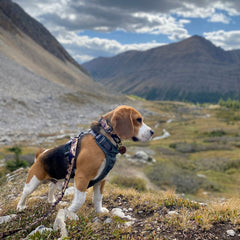 Rocky Mountain Dog Ranger Alpine Collar 狗狗用品 產品細節圖 2