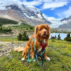 Rocky Mountain Dog Jasper All Mountain 狗帶 產品細節圖 2