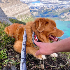 Rocky Mountain Dog The Wild Tactical 狗頸圈 產品細節圖 2