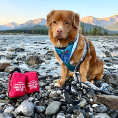 Rocky Mountain Dog Dog 急救 Kit 產品細節圖 2