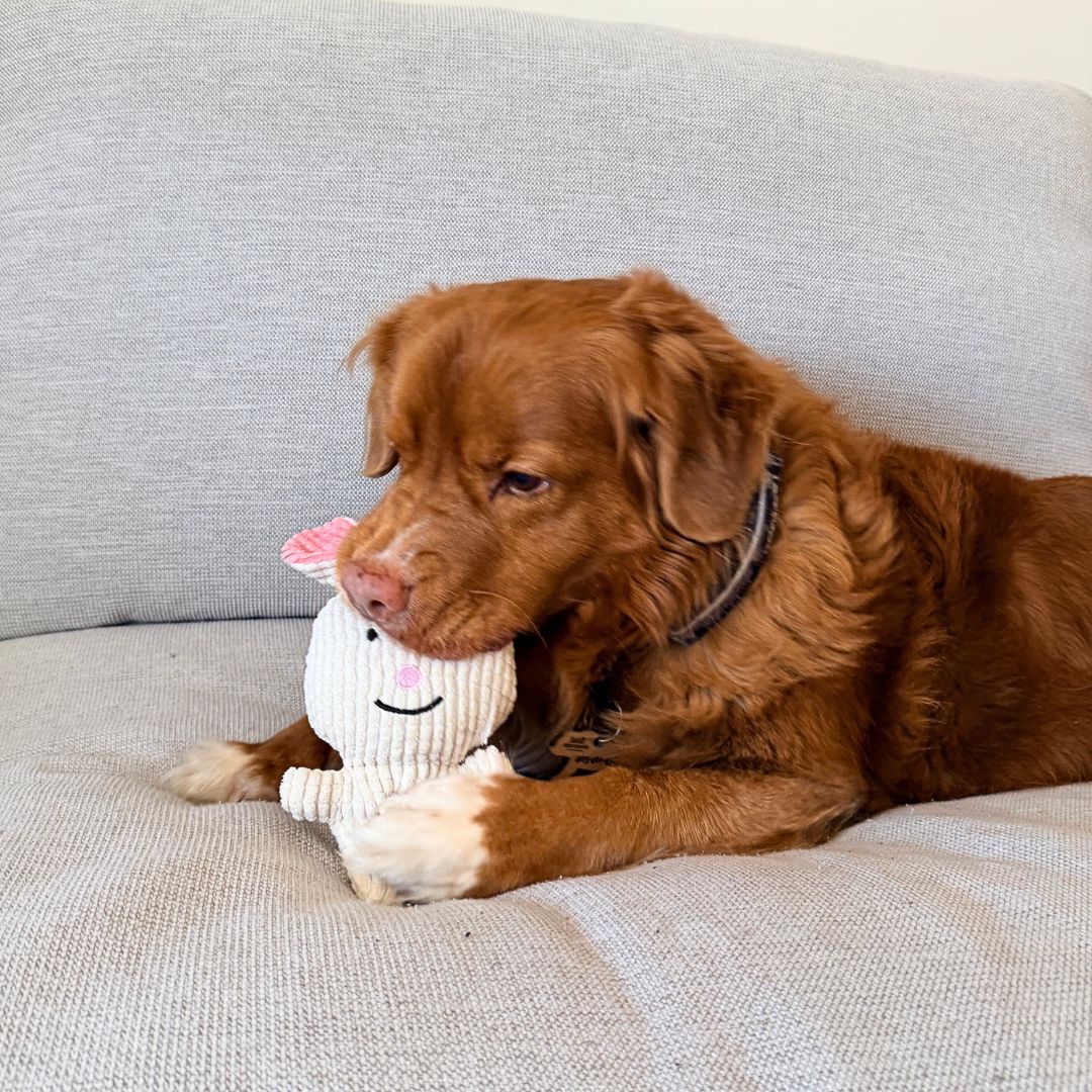 Rocky Mountain Dog Favourite Bunny Plush 狗狗玩具 產品細節圖 2