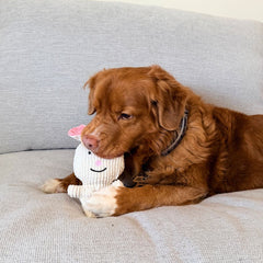 Rocky Mountain Dog Favourite Bunny Plush 狗狗玩具 產品細節圖 2