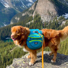 Rocky Mountain Dog (Used) Mountaineer 狗狗背囊 & Stand｜Alone 狗狗胸背帶 產品細節圖 2