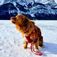 Rocky Mountain Dog Go Canada Go 狗頸圈 產品細節圖 2