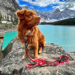 Rocky Mountain Dog (Used) Canadian Rockies Martingale Clip Collar 狗狗用品 產品細節圖 2