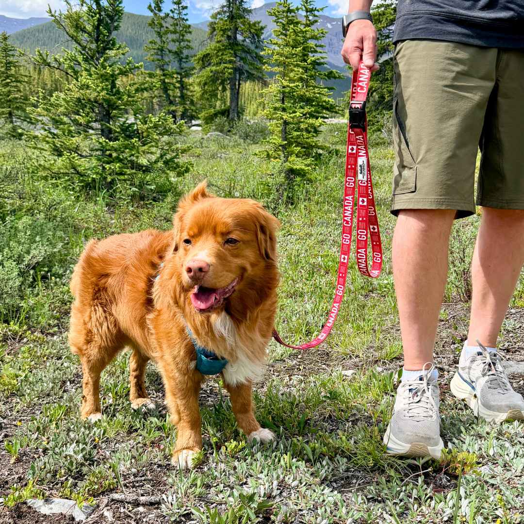Rocky Mountain Dog Go Canada Go 狗帶 產品細節圖 2
