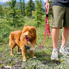 Rocky Mountain Dog Go Canada Go 狗帶 產品細節圖 2