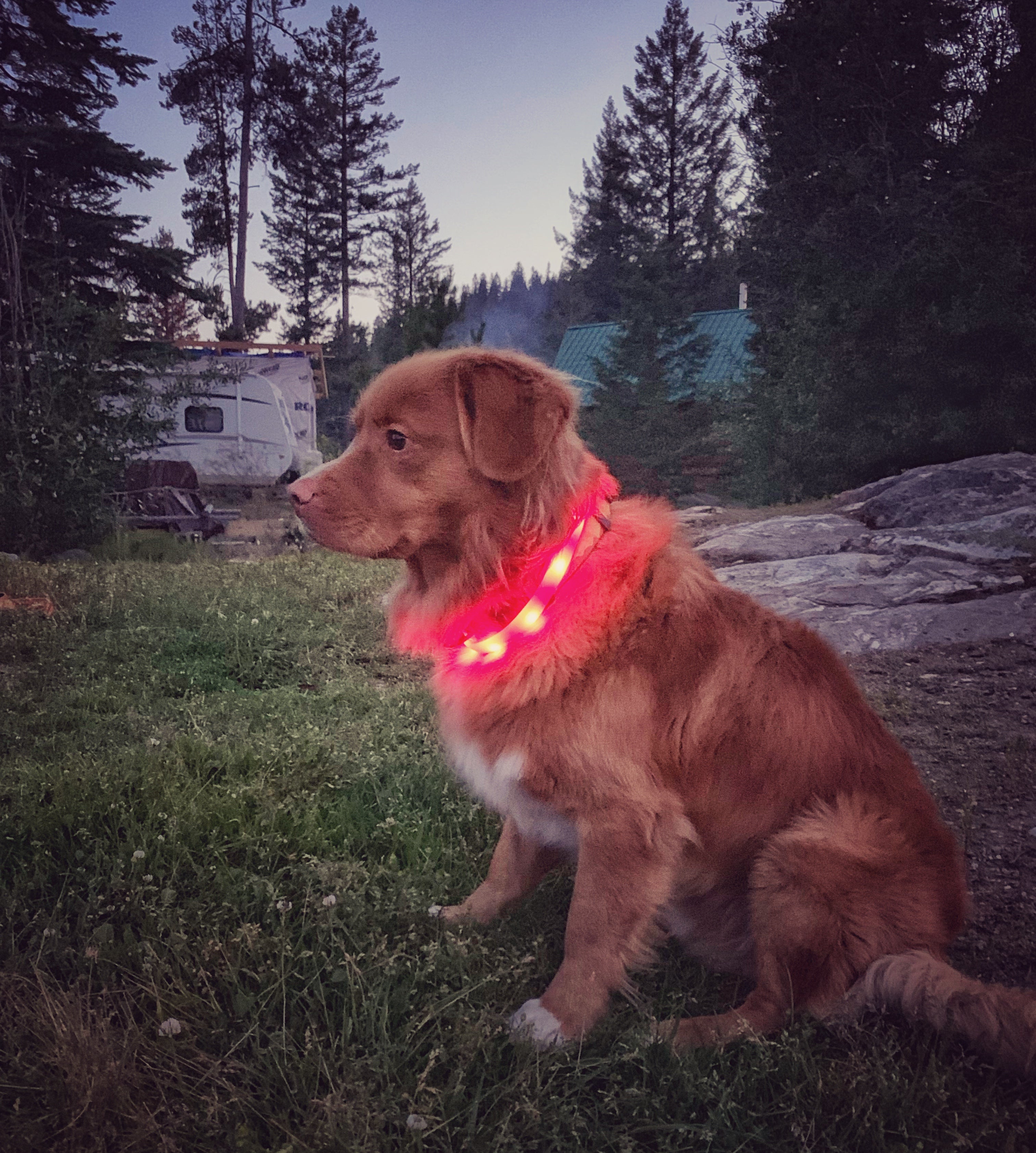 Rocky Mountain Dog Mountain Beacon｜LED Dog Safety Collar 狗狗用品 產品細節圖 3