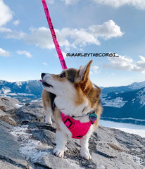 Rocky Mountain Dog Cascade All Mountain 狗帶 產品細節圖 3