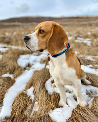 Rocky Mountain Dog Banff Alpine 狗頸圈 產品細節圖 3