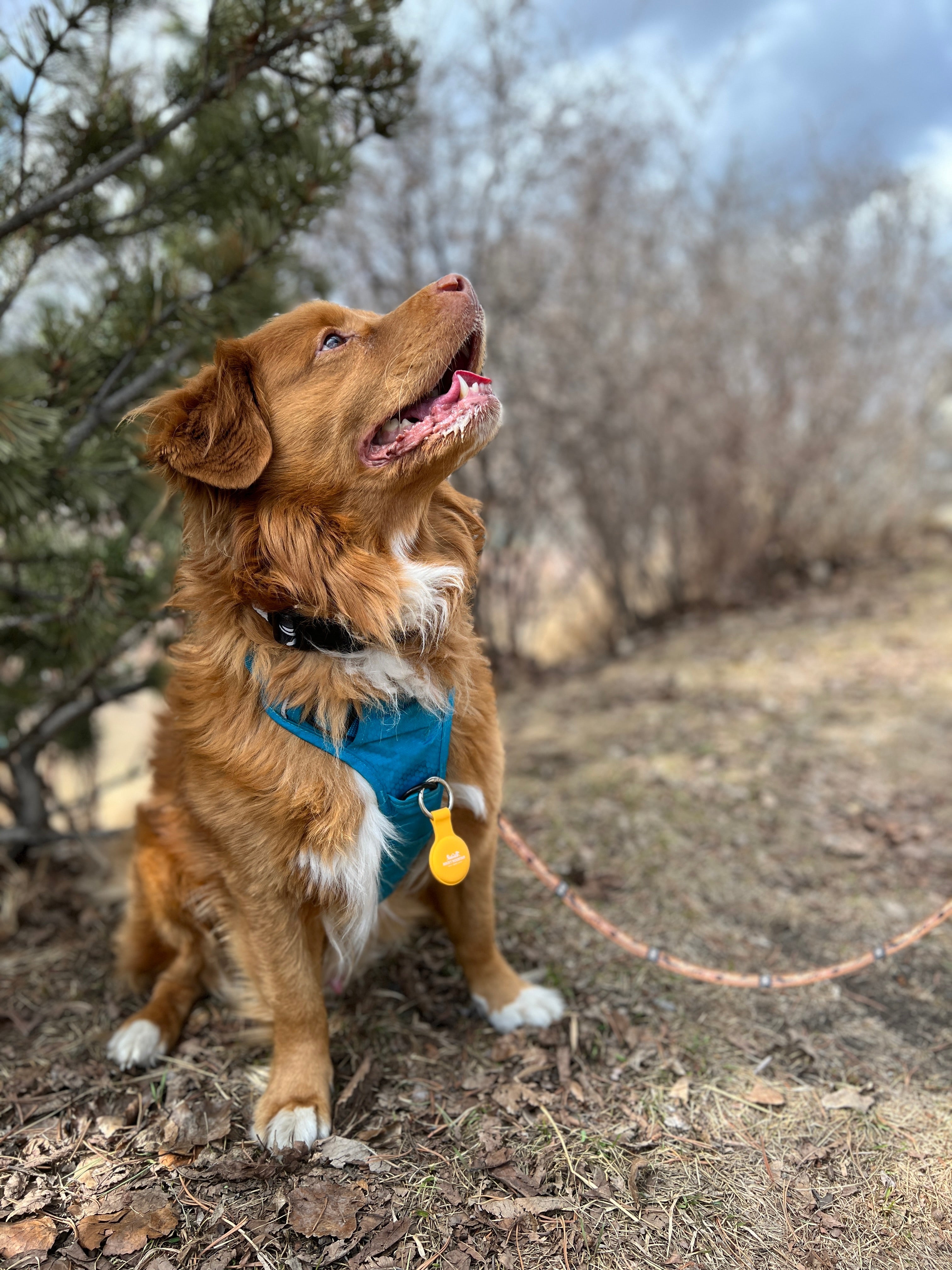 Rocky Mountain Dog RMD AirTag Keychain Holder 狗狗用品 產品細節圖 3