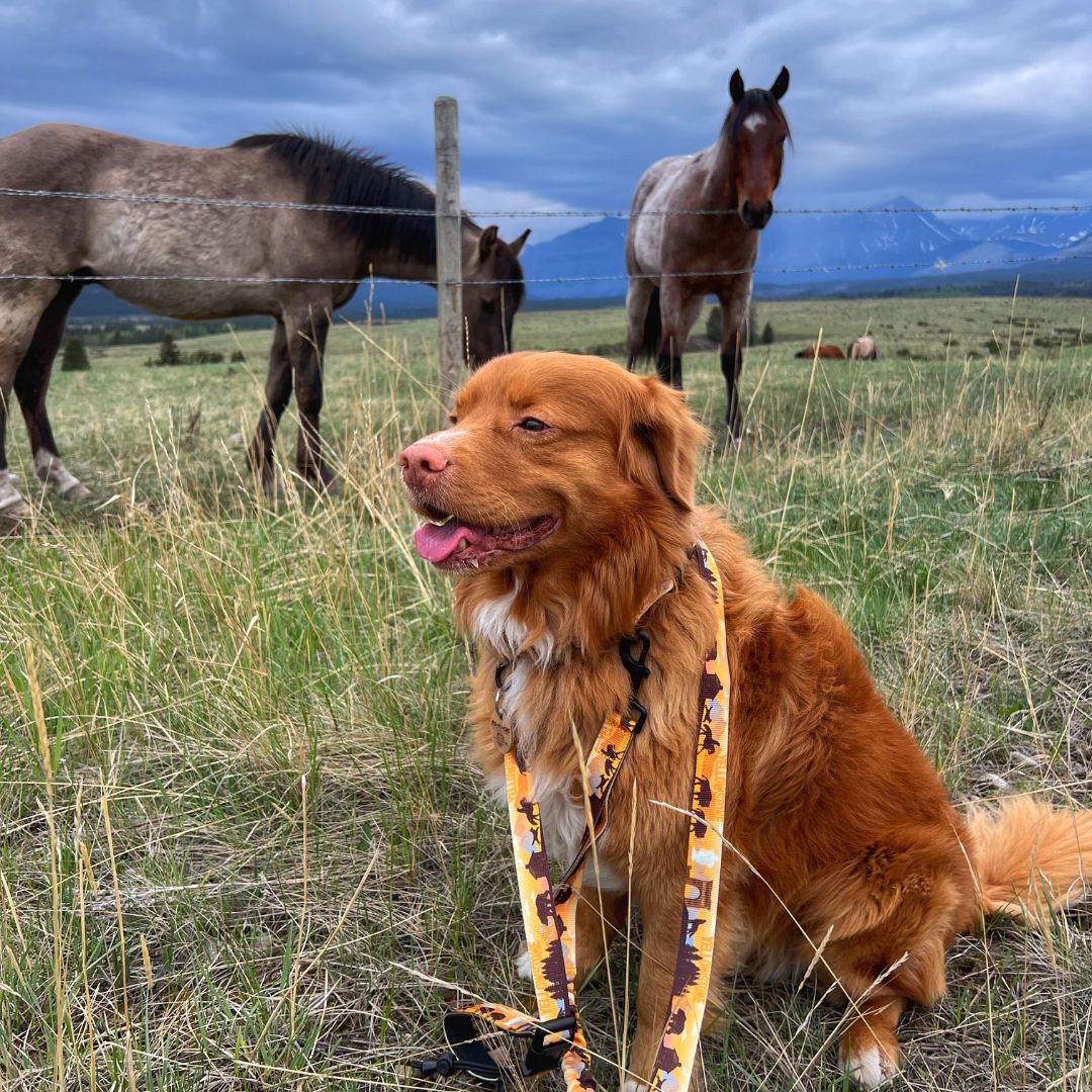 Rocky Mountain Dog Yellowstone All Mountain 狗帶 產品細節圖 3
