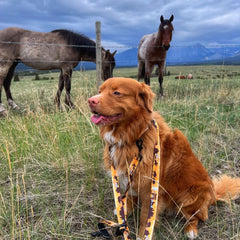 Rocky Mountain Dog Yellowstone All Mountain 狗帶 產品細節圖 3