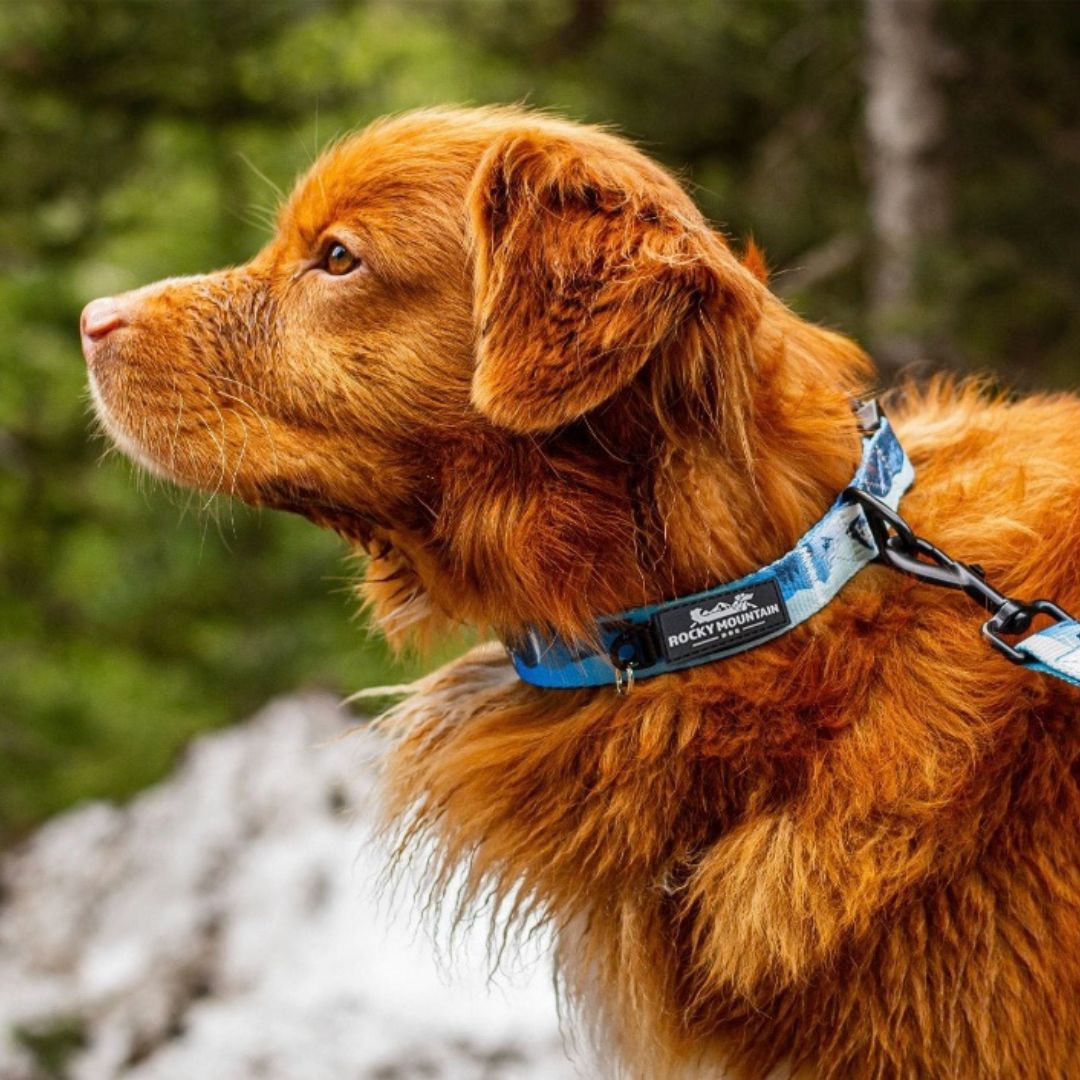 Rocky Mountain Dog Kootenay Alpine 狗頸圈 產品細節圖 3