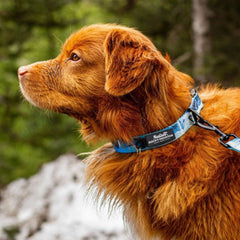 Rocky Mountain Dog Kootenay Alpine 狗頸圈 產品細節圖 3