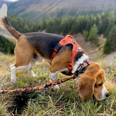 Rocky Mountain Dog Ranger Alpine Collar 狗狗用品 產品細節圖 3