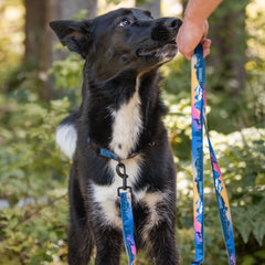 Rocky Mountain Dog V2 Canmore All Mountain 狗帶 產品細節圖 3