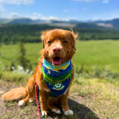 Rocky Mountain Dog Jasper National Park 狗狗頭巾 產品細節圖 3