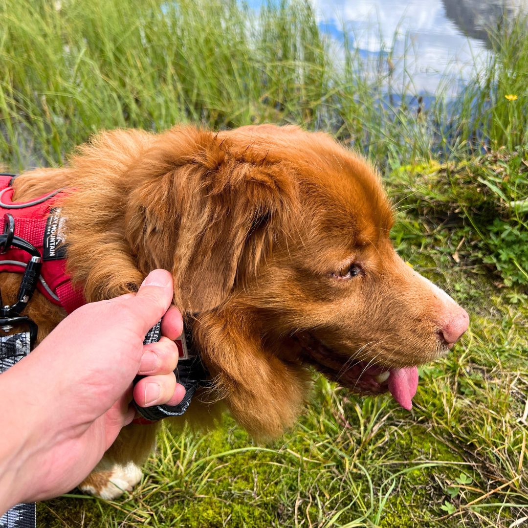 Rocky Mountain Dog The Wild Tactical 狗頸圈 產品細節圖 3