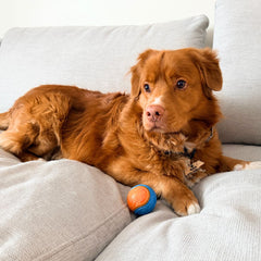 Rocky Mountain Dog Rocky Mountain 狗狗玩具 Ball 產品細節圖 3