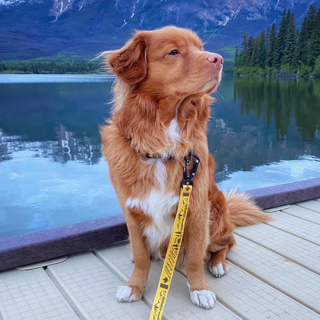 Rocky Mountain Dog Canadian Rockies 狗帶 產品細節圖 3