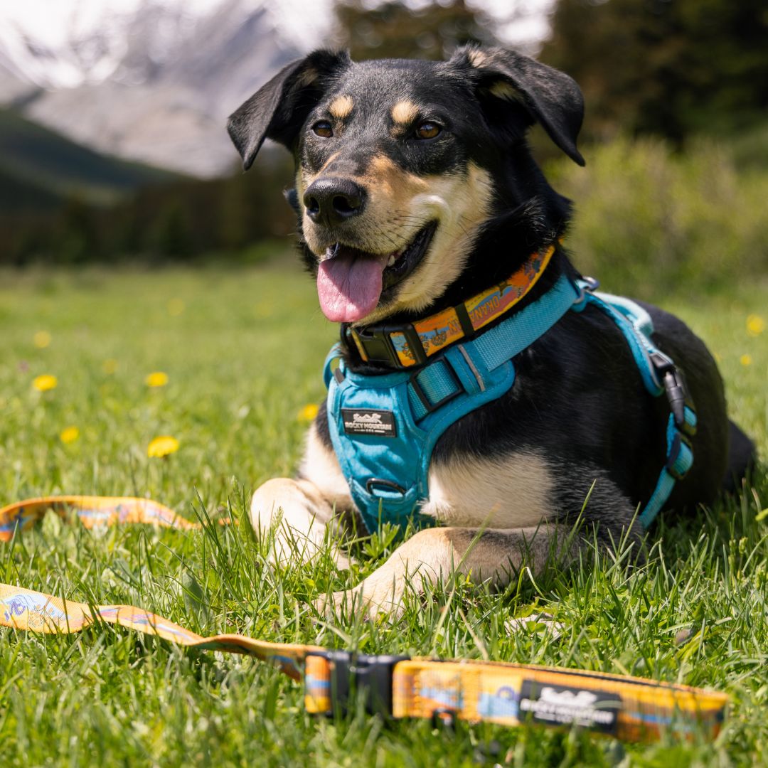 Rocky Mountain Dog Okanagan All Mountain 狗帶 產品細節圖 3