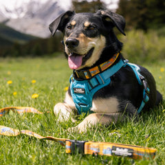 Rocky Mountain Dog Okanagan All Mountain 狗帶 產品細節圖 3
